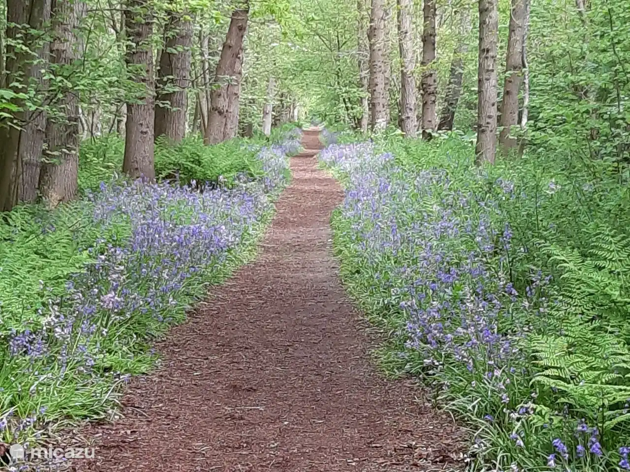 Wildrijk Park in Sint Maartensvlotbrug. Hier können Sie die wilden Hyazinthen im April / Mai sehen.