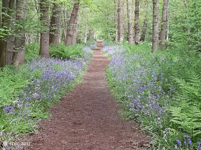 Location de Vacances Pays-Bas, Hollande du Nord, Saint Martin, maison de vacances - Froietoid Parc Wildrijk à Sint Maartensvlotbrug. Ici vous pouvez voir les jacinthes sauvages dans les mois d'avril/mai.