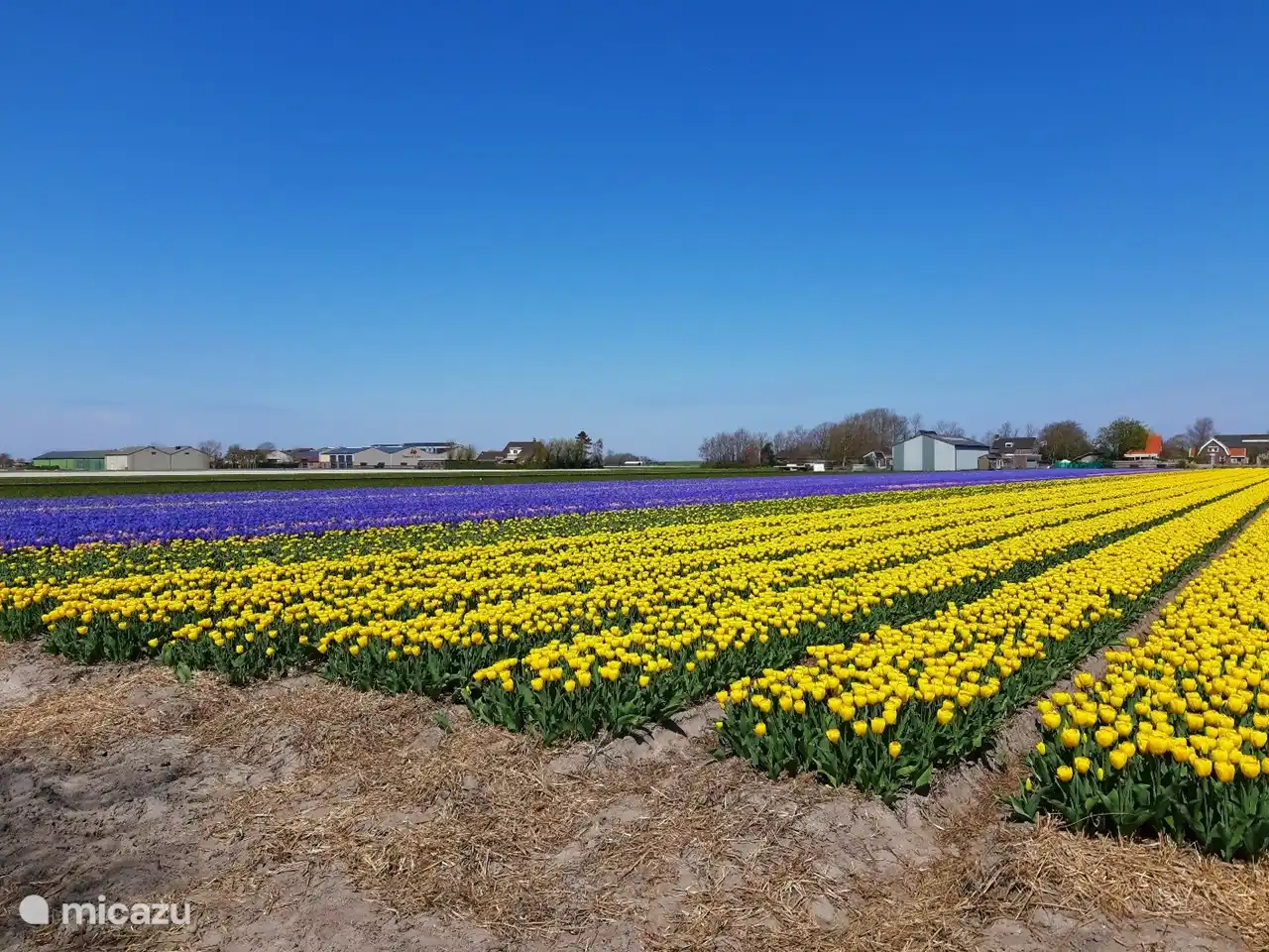 Tulpenfelder, Hyazinthen und Blumenfelder befinden sich in der Nähe von Sint Maarten.