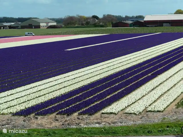 Location de Vacances Pays-Bas, Hollande du Nord, Saint Martin, maison de vacances - Froietoid En mars/avril/mai, vous pouvez voir les belles couleurs des nombreux bulbes à fleurs de la région.