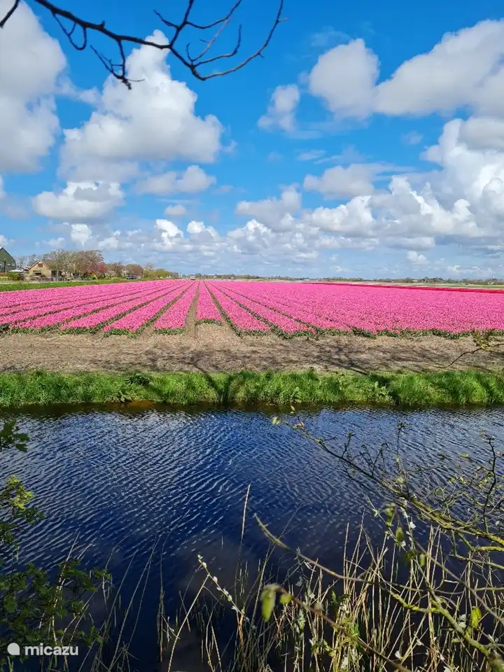 Machen Sie eine Radtour durch die Polder und sehen Sie die vielen verschiedenen Farben über den Feldern.