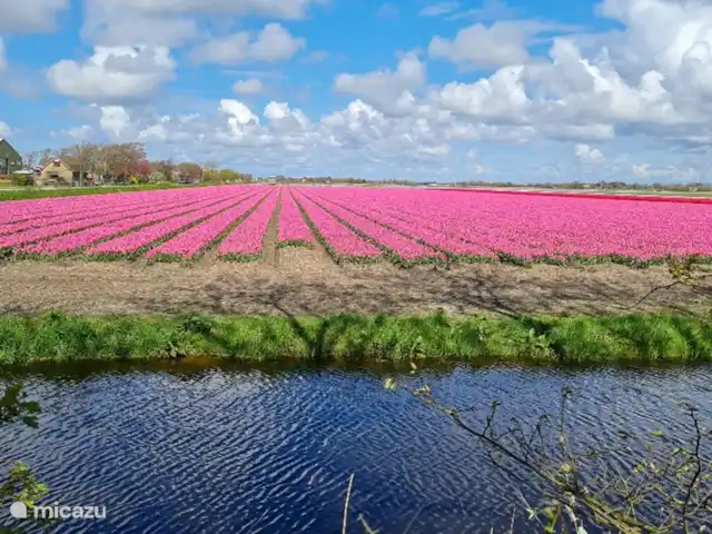 Location de Vacances Pays-Bas, Hollande du Nord, Saint Martin, maison de vacances - Froietoid Faites une balade à vélo à travers les polders et découvrez les nombreuses couleurs différentes à travers les champs.