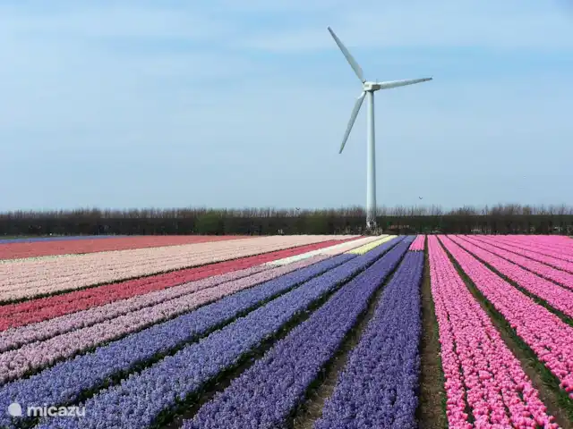 Location de Vacances Pays-Bas, Hollande du Nord, Saint Martin, maison de vacances - Froietoid Anna Paulowna et Breezand sont les endroits où la plupart des producteurs de bulbes à fleurs ont leur entreprise. Mais aussi vers la plage de Sint Maartenszee, vous rencontrerez de nombreux champs de fleurs le long du chemin.