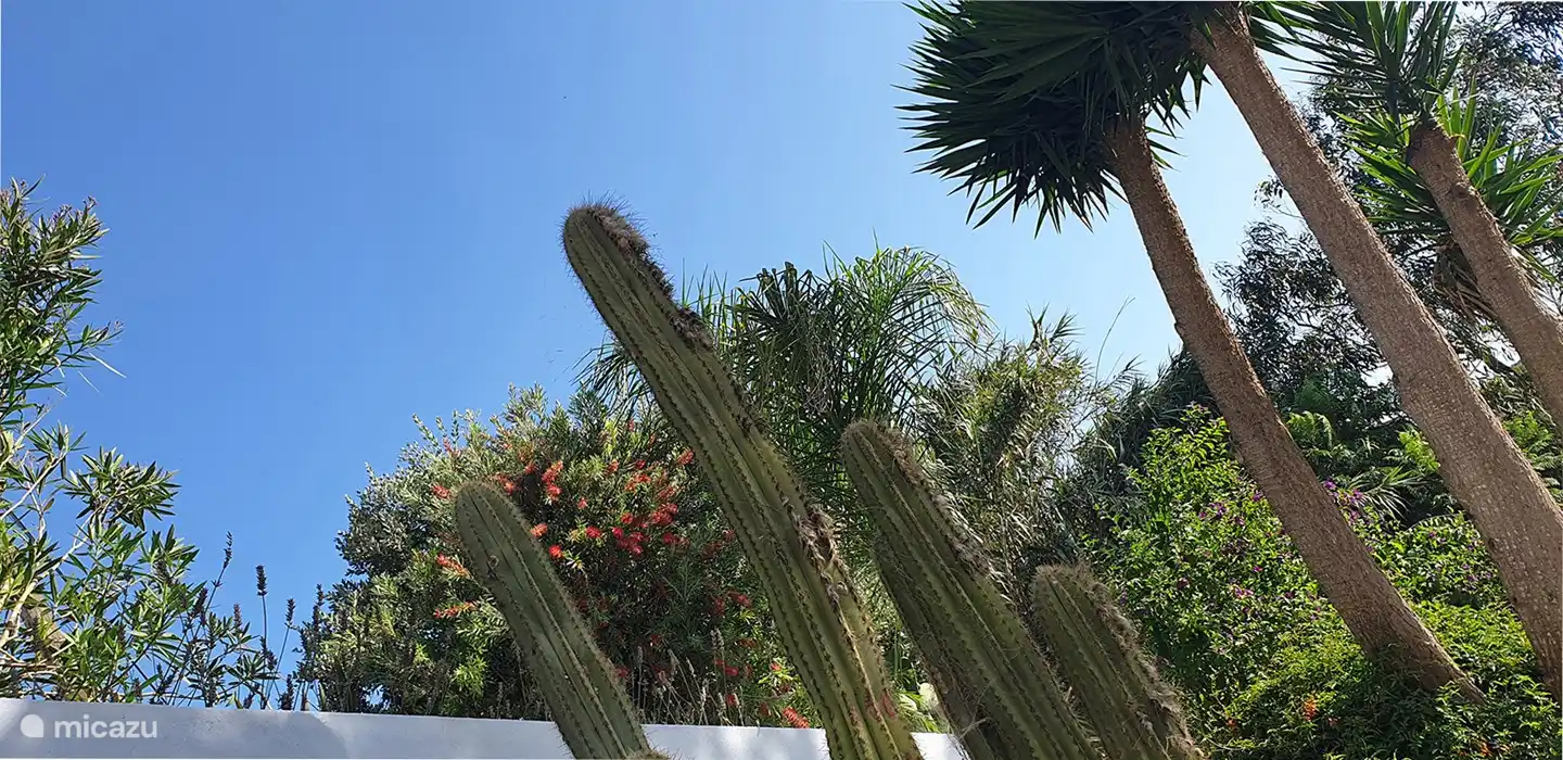 Die Kakteen im Garten.