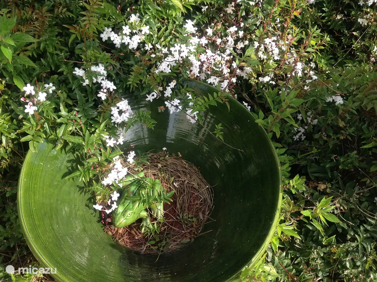 Duftender Jasmin im Garten.