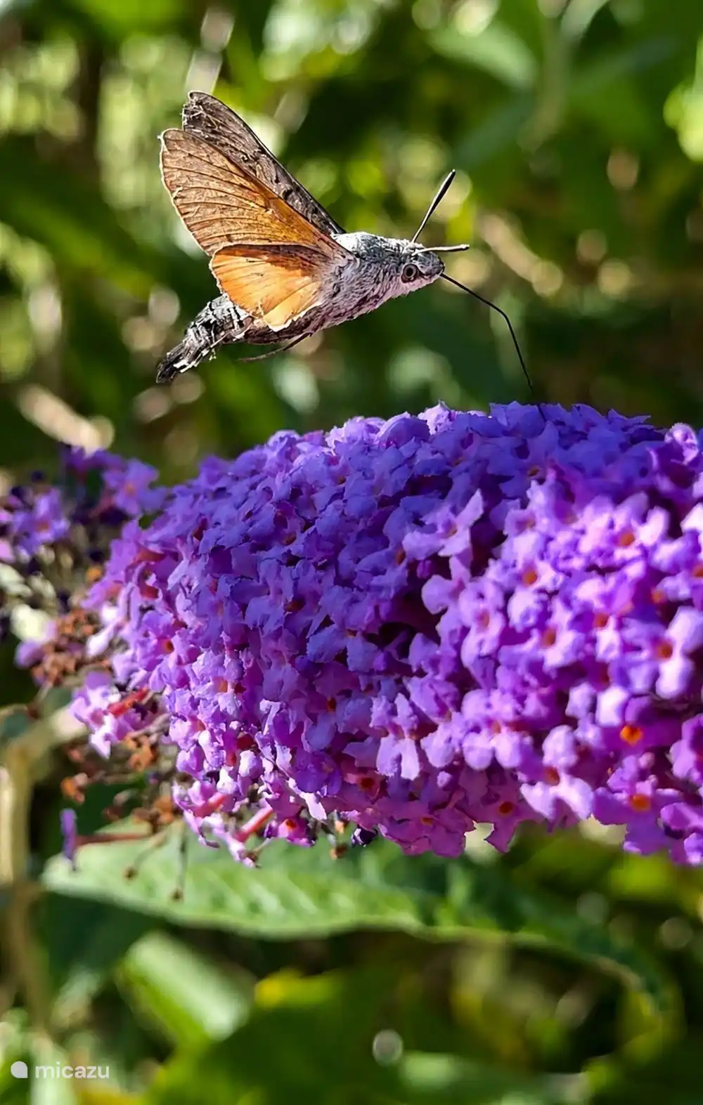 Kolibri-Schmetterling auf dem Schmetterlingsstrauch