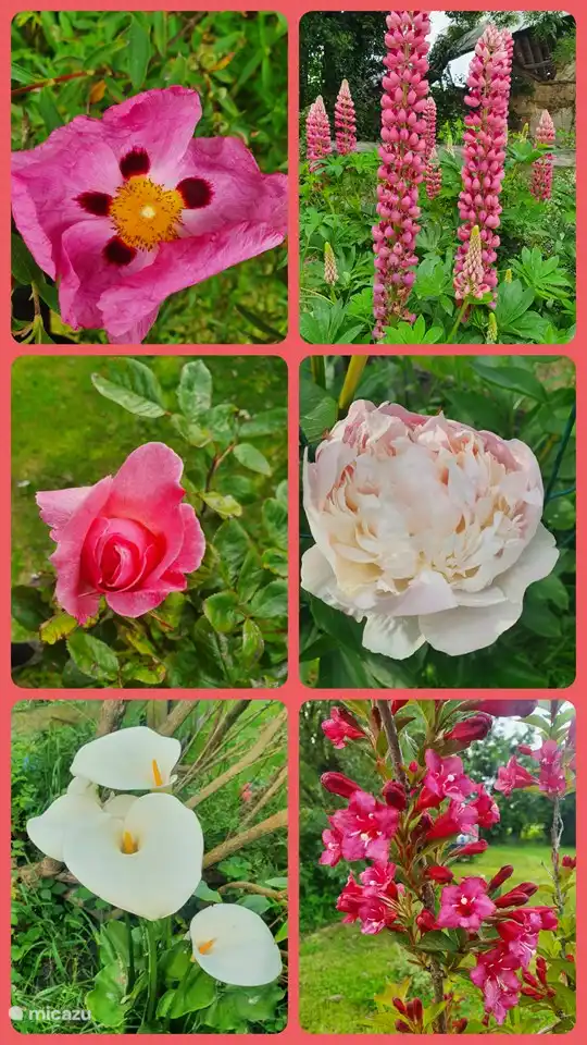 een van de vele bloemen vol in bloei