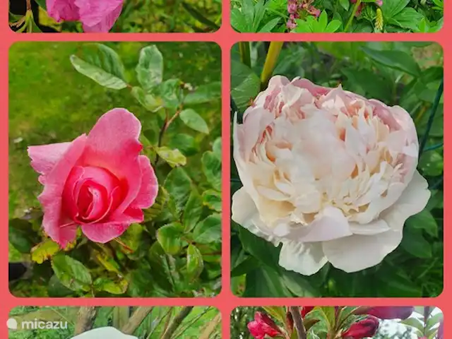 La Couronne huren in Frankrijk, Calvados, Lison - gîte / cottage een van de vele bloemen vol in bloei