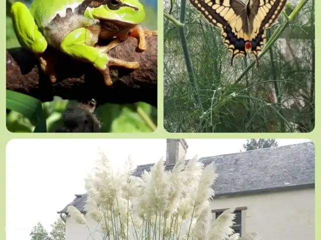 La Couronne huren in Frankrijk, Calvados, Lison - gîte / cottage fauna en flora in de tuin