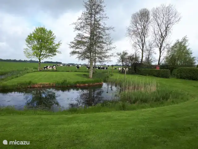 boerderij huren in Nederland, Friesland, Gersloot – Boerengeluk Zicht op de weilanden