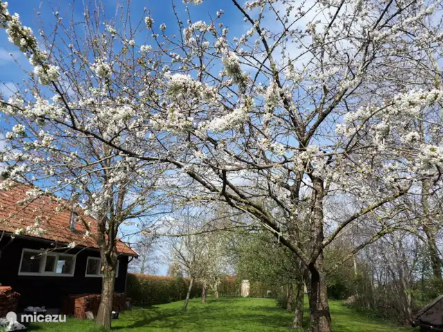 boerderij huren in Nederland, Friesland, Gersloot – Boerengeluk Fruitboomgaard