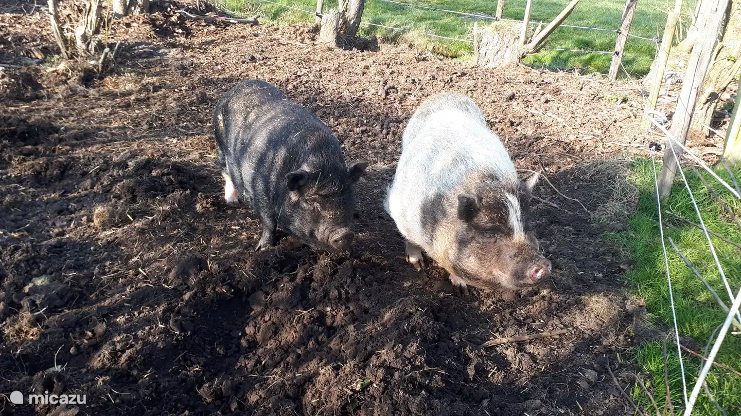 Baby und Schweinchen