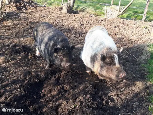 boerderij huren in Nederland, Friesland, Gersloot – Boerengeluk Babe en Piggy