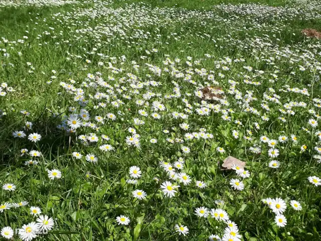 boerderij huren in Nederland, Friesland, Gersloot – Boerengeluk Madeliefjes