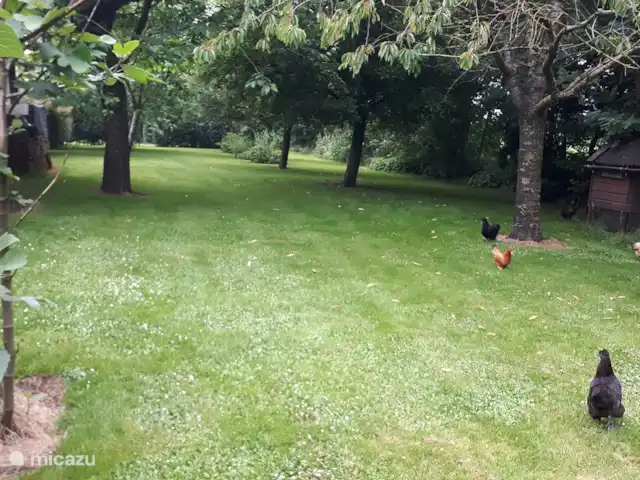 boerderij huren in Nederland, Friesland, Gersloot – Boerengeluk rondscharrelende kipjes