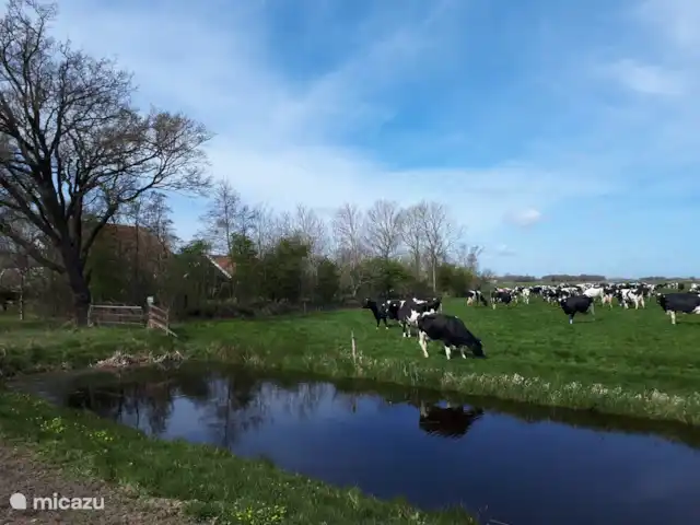 boerderij huren in Nederland, Friesland, Gersloot – Boerengeluk Onze koeien