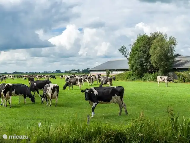 boerderij huren in Nederland, Friesland, Gersloot – Boerengeluk Onze koeien