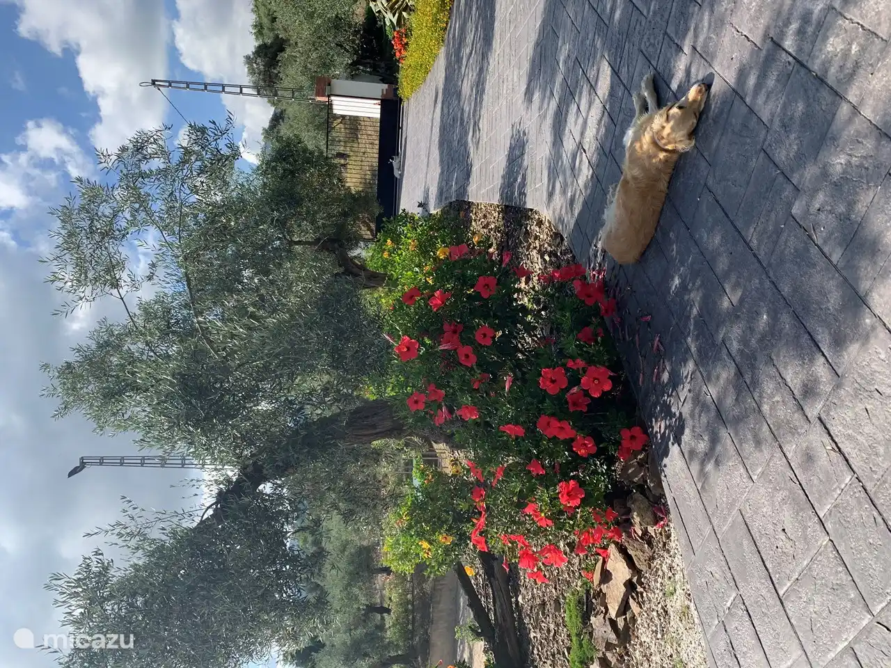 Auffahrt mit dem faulen Hund Piet