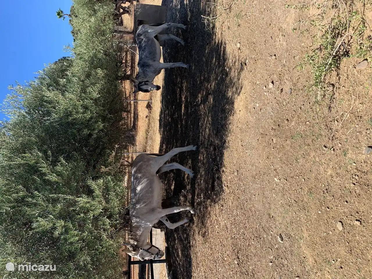 Unsere Esel Mohino und Curro.