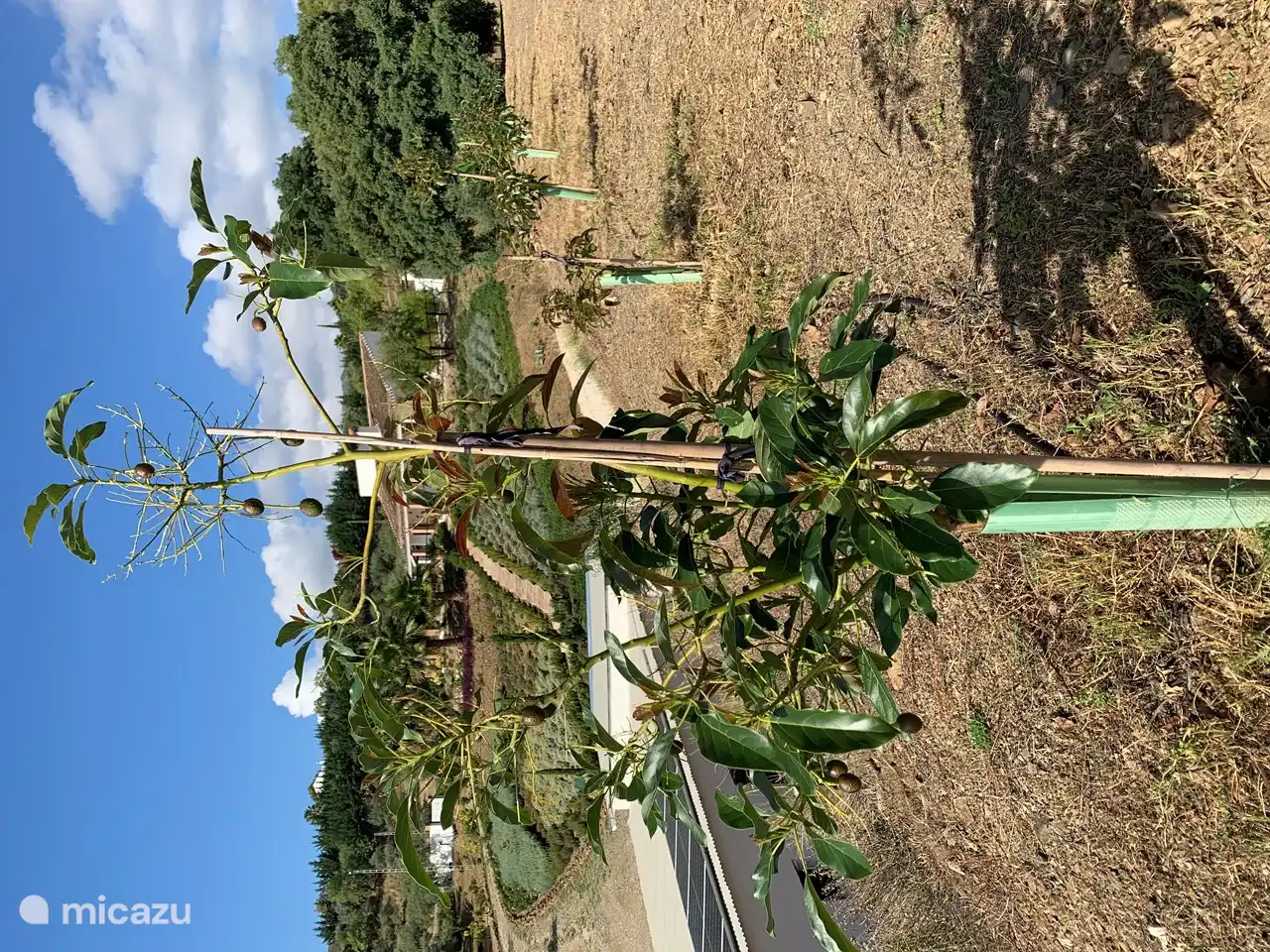 Die ersten Avocados hängen an den Setzlingen.