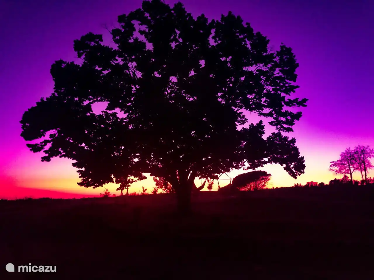 Der Lindebaum vor dem Haus mit Abendluft