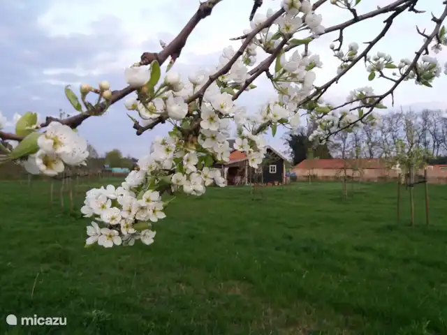Location de Vacances Pays-Bas, Limbourg, Grashoek, maison mitoyenne - Au 7ème ciel 1 Voir dans le jardin de cueillette