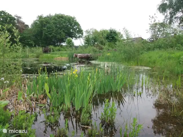 Location de Vacances Pays-Bas, Limbourg, Grashoek, maison mitoyenne - Au 7ème ciel 1 Jardin de cueillette d'étang naturel