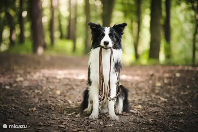 Und der Hund darf mit!