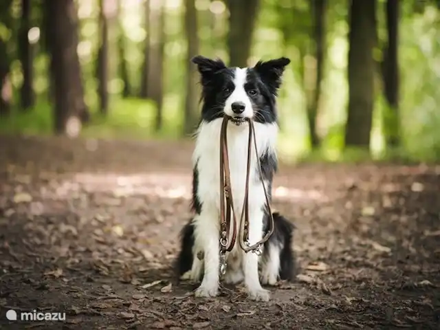 Location de Vacances Pays-Bas, Limbourg, Grashoek, maison mitoyenne - Au 7ème ciel 1 Et le chien peut venir !