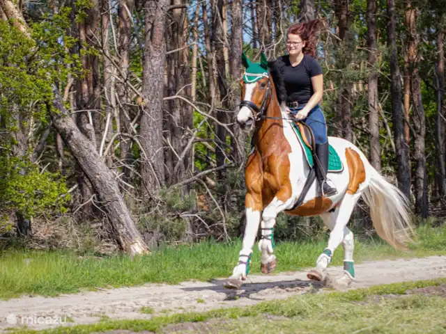 Location de Vacances Pays-Bas, Limbourg, Grashoek, maison mitoyenne - Au 7ème ciel 1 Vacances avec votre cheval