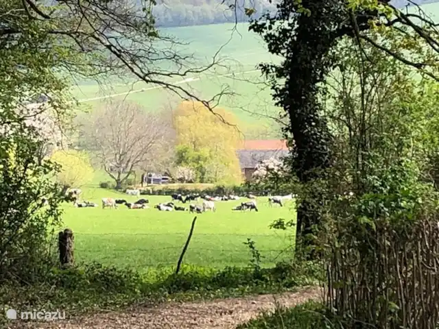 Villa Geuldal | Pays-Bas, Limbourg, Vijlen - villa Divers itinéraires de randonnée disponibles (départ directement de la maison)