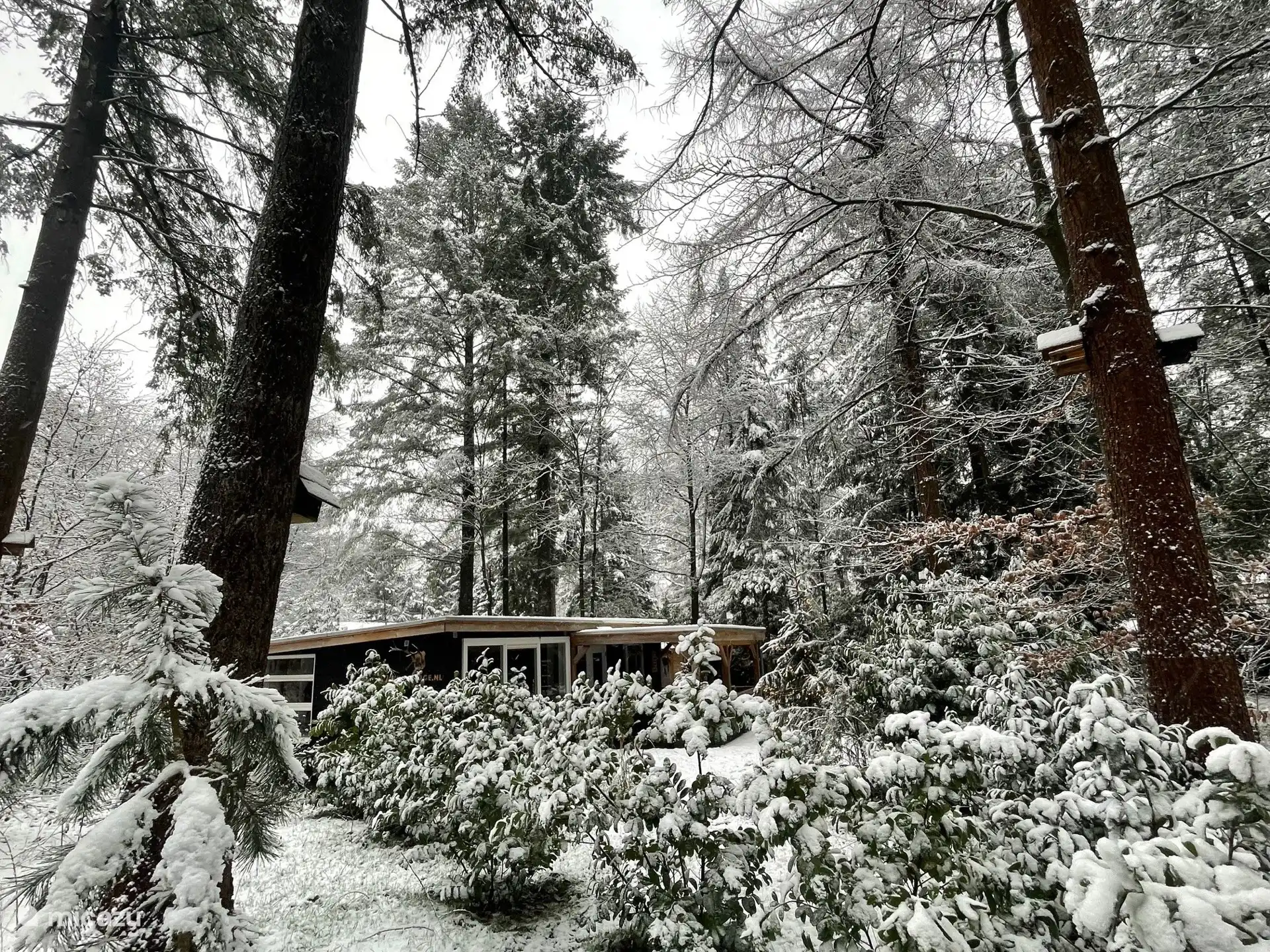 Veluwe - winter 2026