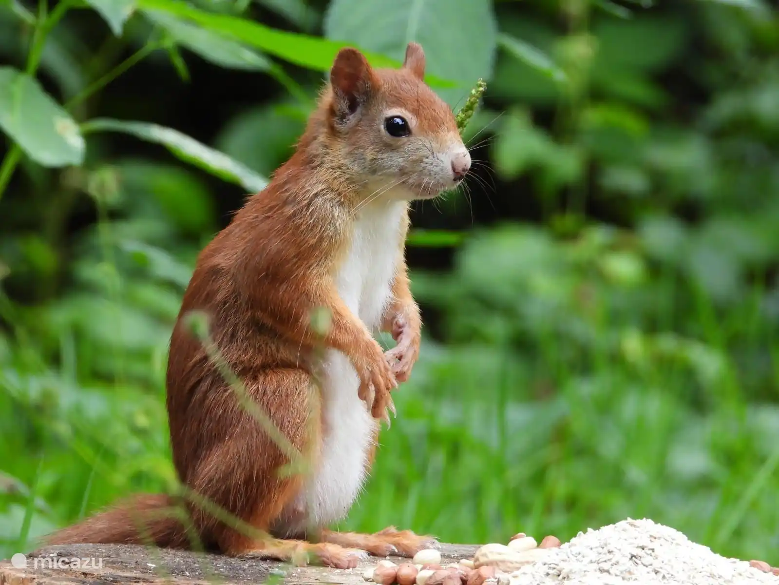 Les écureuils, visiteurs réguliers de notre jardin.