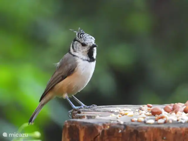 Wildlodge huren in Nederland, Gelderland, Emst (Epe) - vakantiehuis Spot de vele bijzondere vogels in de tuin