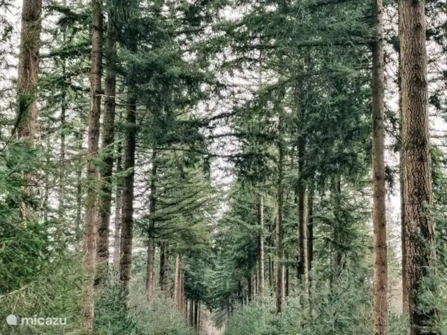 Wildlodge huren in Nederland, Gelderland, Emst (Epe) - vakantiehuis Een diversiteit aan verschillende boomsoorten op de Veluwe