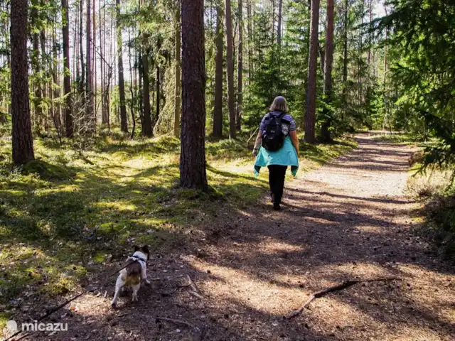 Wildlodge huren in Nederland, Gelderland, Emst (Epe) - vakantiehuis Wandelen in het prachtige Vierhouterbos