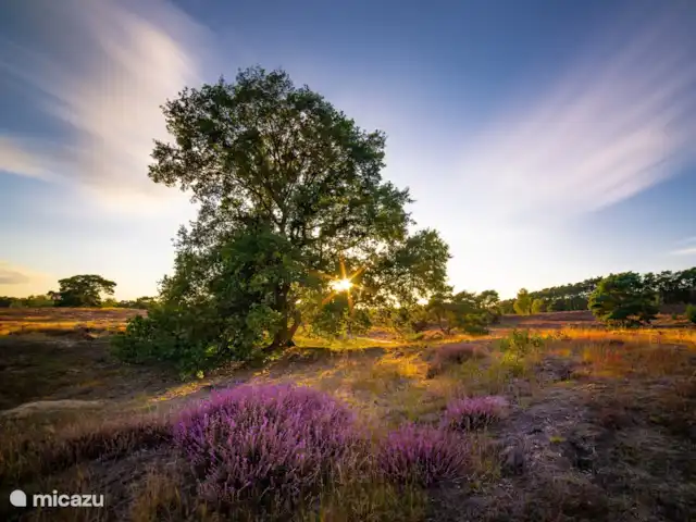 Wildlodge huren in Nederland, Gelderland, Emst (Epe) - vakantiehuis Gortelse heide