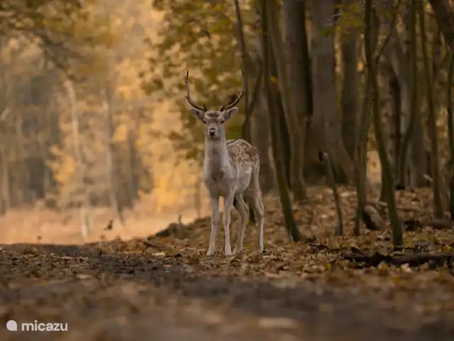 Wildlodge huren in Nederland, Gelderland, Emst (Epe) - vakantiehuis Wild spotten