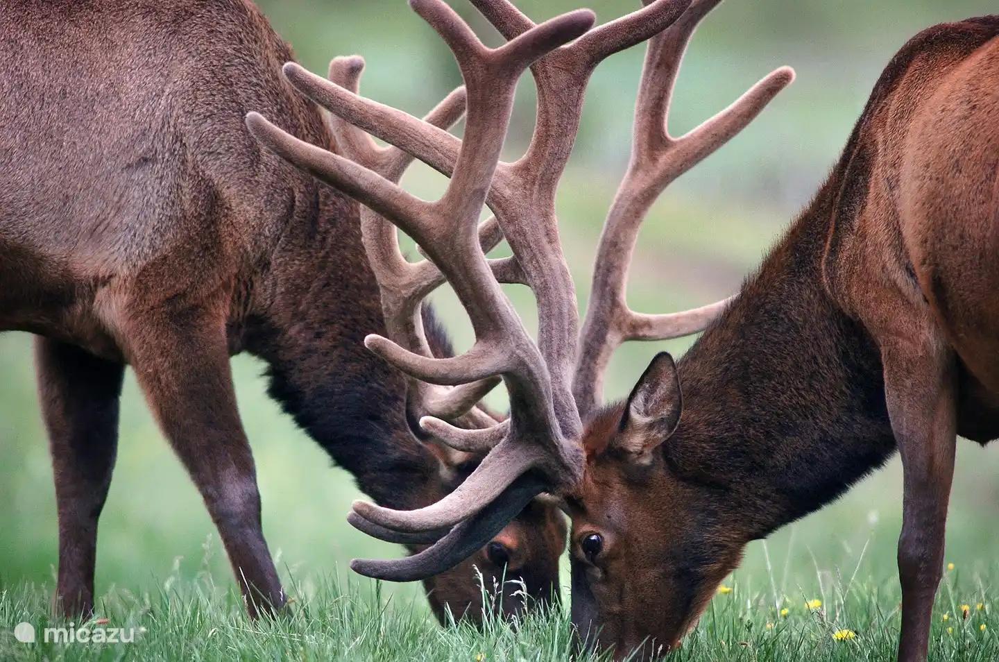 Repérez la faune, vous les rencontrerez sans aucun doute. Il y a beaucoup de gibier dans le domaine de la Couronne (des cerfs, chevreuils, sangliers aux renards, blaireaux et martres).