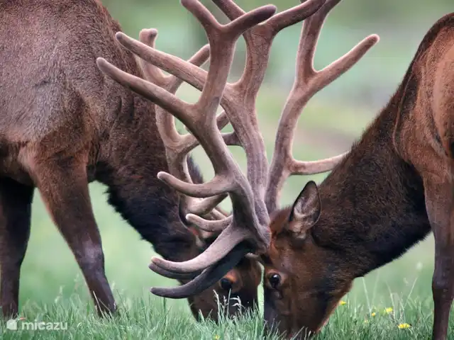Wildlodge huren in Nederland, Gelderland, Emst (Epe) - vakantiehuis Spot het wild, je komt ze ongetwijfeld tegen. Er zit veel wild in het Kroondomein (van herten, reeën, zwijnen tot vossen, dassen en marters)