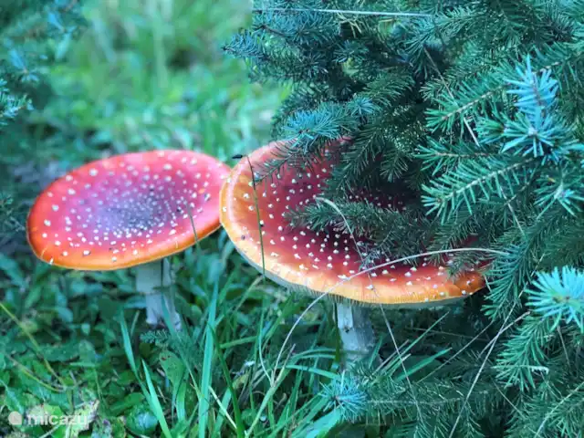 Wildlodge huren in Nederland, Gelderland, Emst (Epe) - vakantiehuis Herfst, talloze paddestoelsoorten, ga mee op zoek naar de diverse soorten!