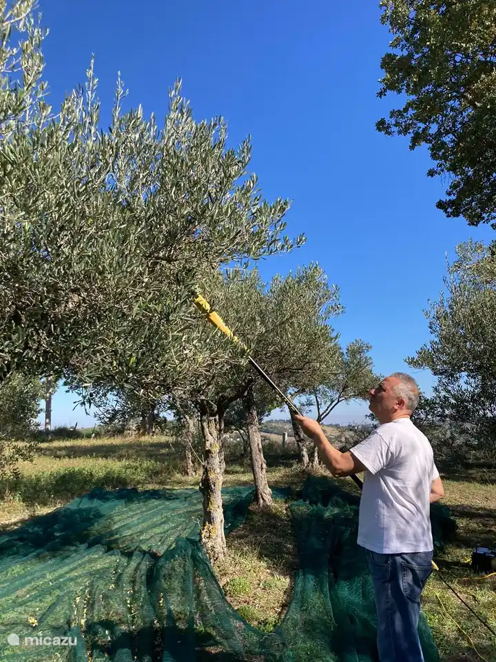 29 octobre 2022 - début de la récolte des olives...