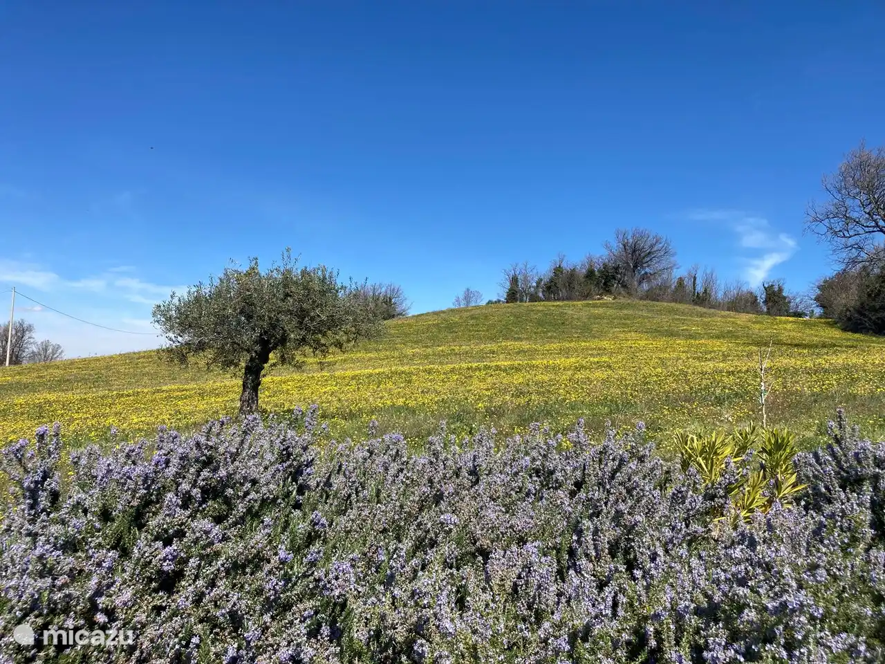 Rosmarino, savia, ciccoria... Jardin des herbes méditerranéennes
