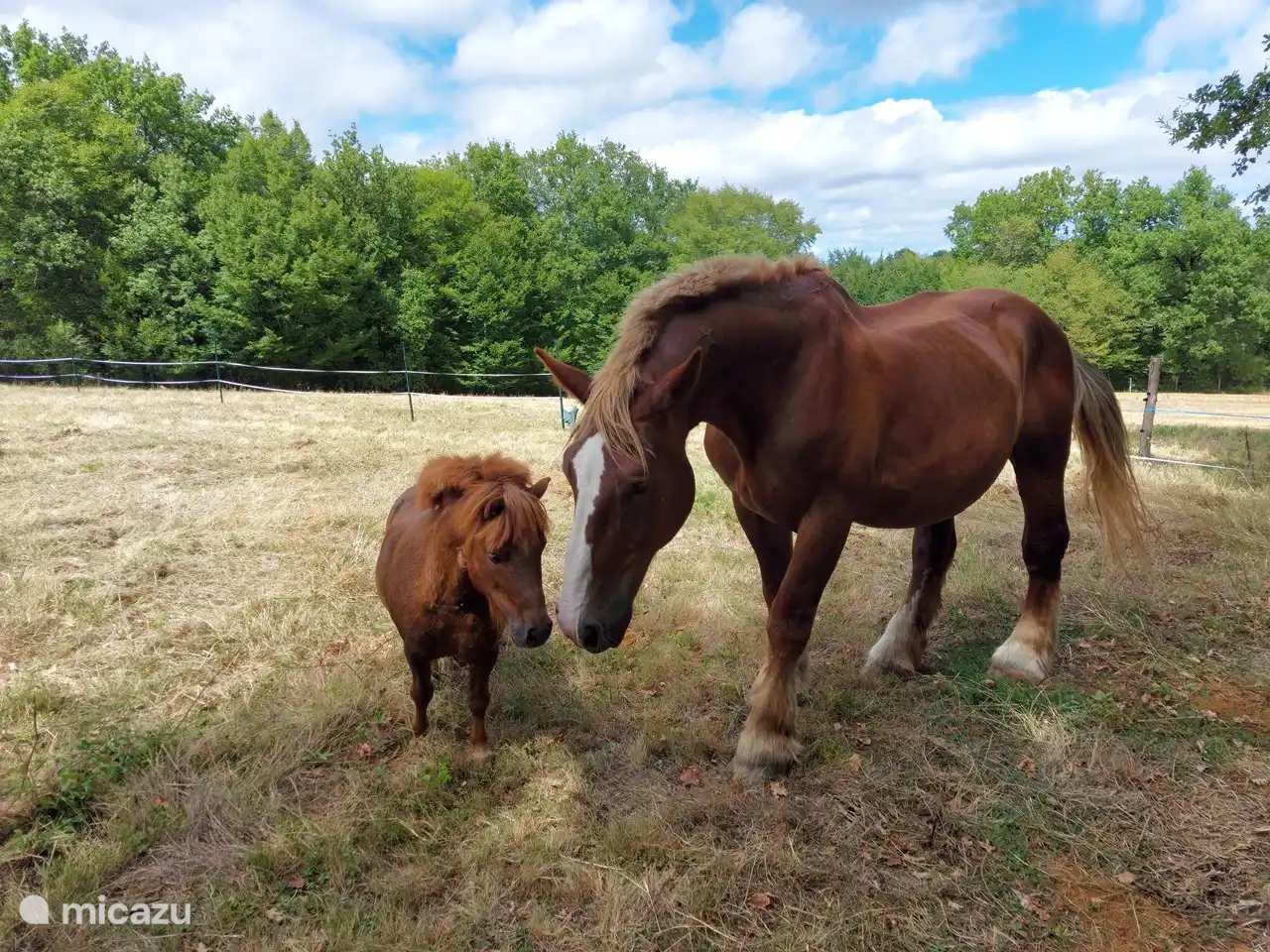 Rencontrez Caramel et Brego !