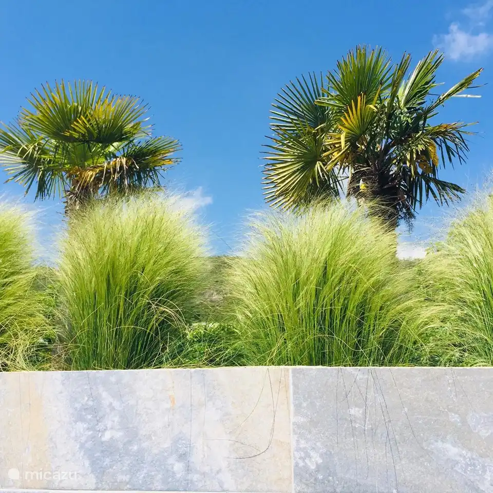Garden behind swimming pool