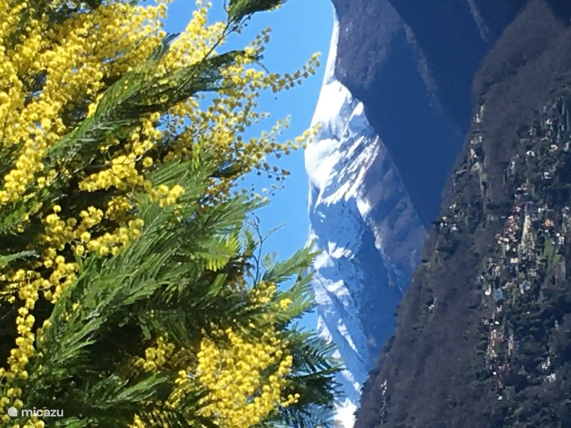 Even in March the view is enchanting with Mimosa and snow-capped mountain peaks in the background