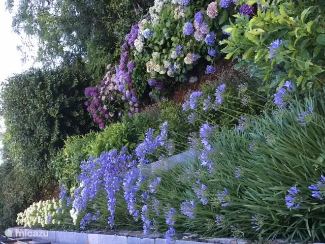our garden from the terrace with agapanthus citrus trees and hydrangeas