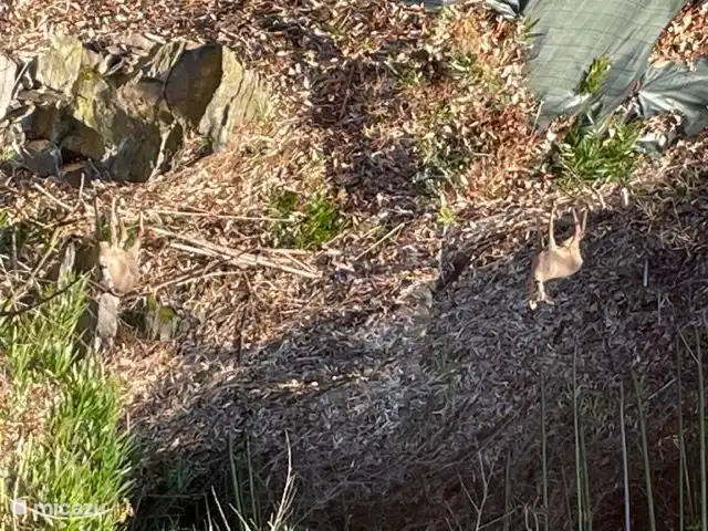 We are regularly visited by deer and foxes.