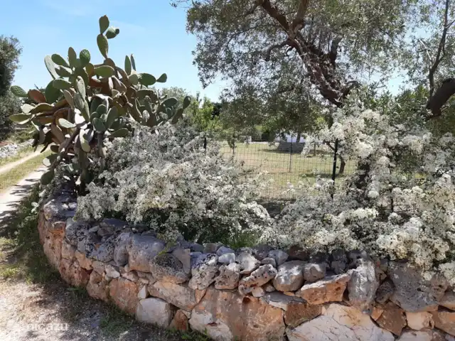 vakantiehuis huren in Italië, Apulië (Puglia), San Vito dei Normanni – Villa Pera - privé zwembad 10x5 m Voorjaarsbloesem