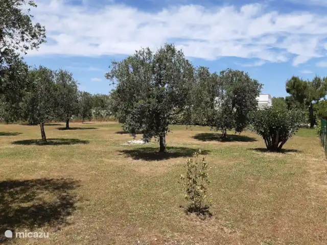 vakantiehuis huren in Italië, Apulië (Puglia), San Vito dei Normanni – Villa Pera - privé zwembad 10x5 m De tuin met olijfbomen
